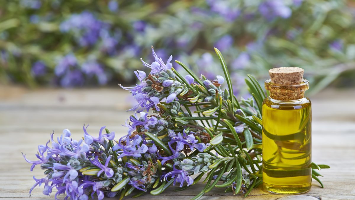 Rosemary Oil For Hair Growth: Benefits, and Side effects